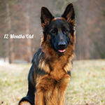 red and black german shepherd puppies for sale near me